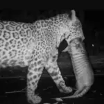 Indenização Milionária: ALUNO DE JIU-JITSU QUE FICOU TETRAPLÉGICO APÓS GOLPE DO PROFESSORSERÁ INDENIZADO